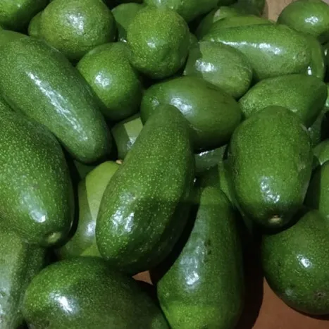 Avocado (Butter fruit) Avocado (Butter fruit)