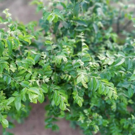 Curry leaves