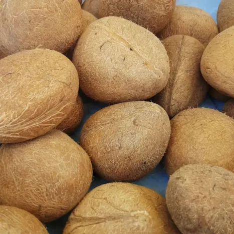 Dry Coconut Copra Dry Coconut Copra