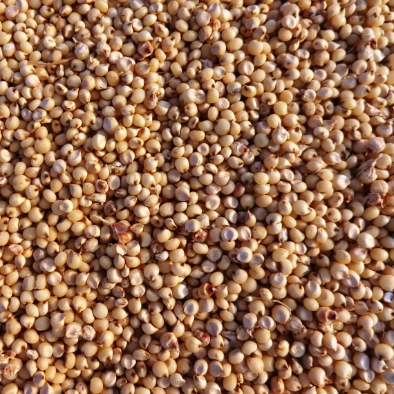Jowar Jowar