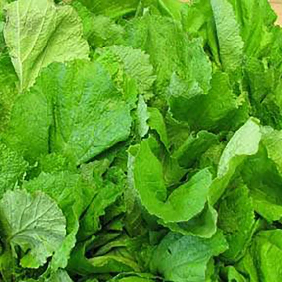 Mustard leaves Mustard leaves