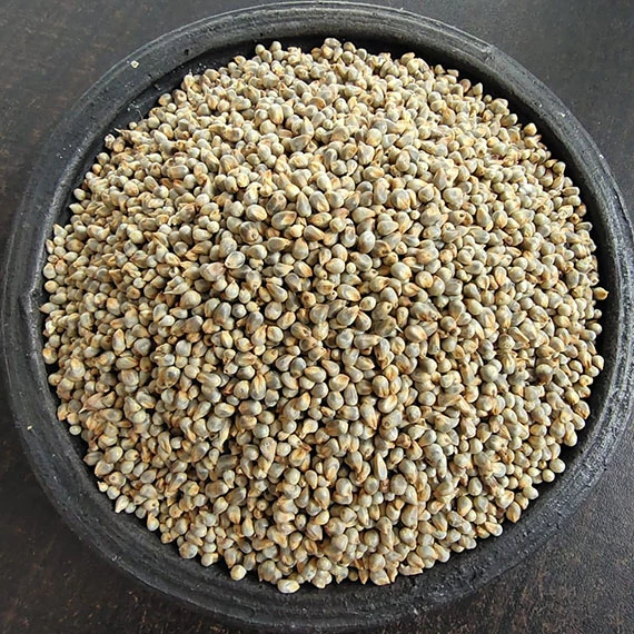 Pearl millet (Bajra)