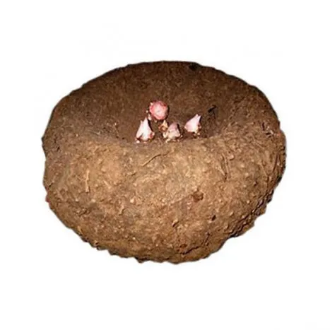 Elephant Yam Elephant Yam