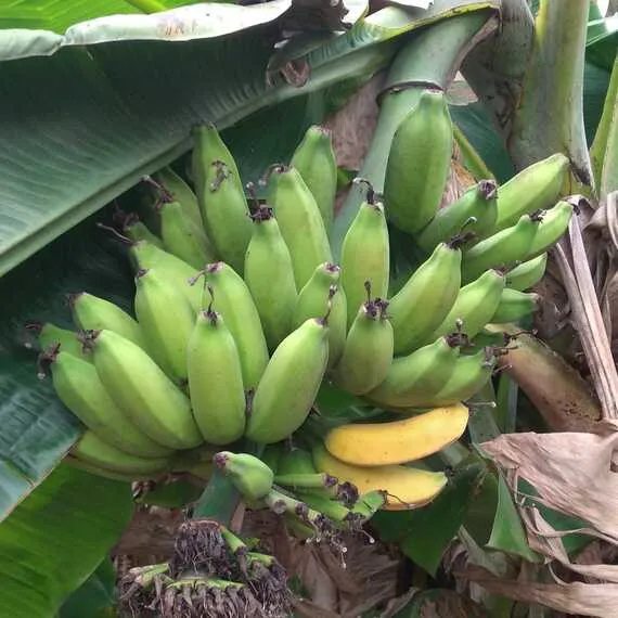 Rajapuri Jawari Banana