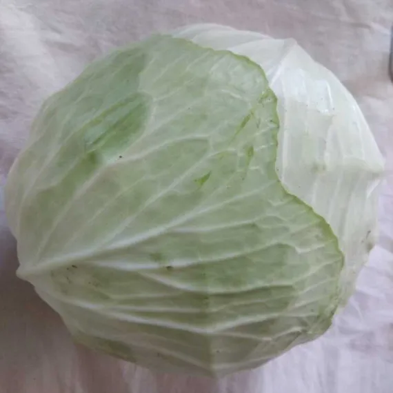 Cabbage