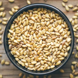 Chemical Free Desi Barley