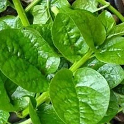 Basale leaves Buy Basale leaves Online in Bangalore